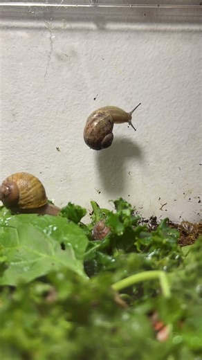 timelapse of funny snail #cute #reels #funny #silly #snail