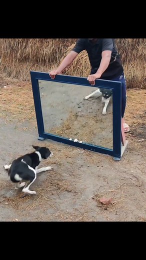 😂Super Funny Mirror Prank on Dog | Hilarious dog reaction to mirror | All Time Best Fun Tv