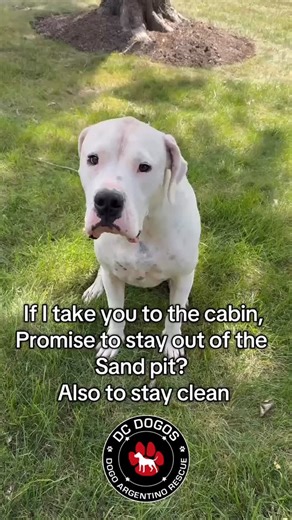 687 reactions · 14 shares | 欄No sand, right Vega?欄 若SIKE! Is your Dogo a digger? Tell us in the comments!摒 ⭐️Apply to foster or adopt⭐️ ➡️ https://dcdogos.org/adopt/ #dcdogos #dogoargentino #dedicatedtosavingdogos #dogoargentinorescue #rescue #adopt #puppies #rescueme #dogoargentinopuppies #saveapuppy | DC Dogos Inc Rescue | Facebook
