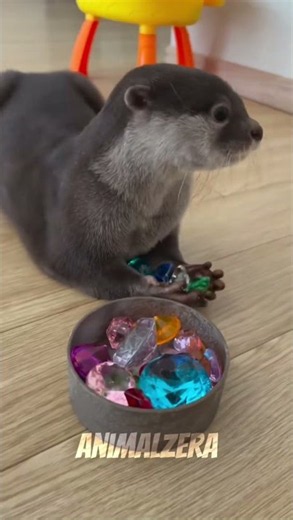 Otters NEVER let go of that rock