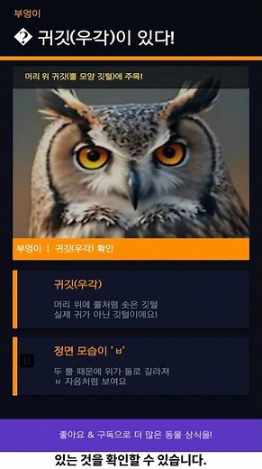 부엉이와 올빼미의 차이 #동물 #부엉이 #올빼미 #상식 #cute