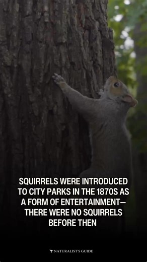 🐿️ Squirrels were introduced to city parks in the 1870s as a form of entertainment—there were no squirrels in the city before then, as they were typically found in rural areas. 🌳 As a way to make NYC’s Central Park “a bucolic atmosphere that was entertaining, enlightening, and salubrious,” squirrels, starlings, and sparrows were introduced to the park. 🌰 By 1902, around 1,000 squirrels were living in Central Park. That’s nuts. #nyc #centralpark #wildlife #history | Naturalist's Guide