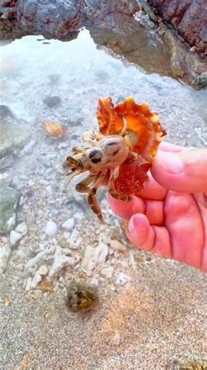 Giant Pearl Scallops vs. Freshwater Snails: Which Makes More Pearls?