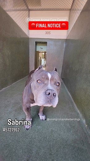 🔴FINAL NOTICE🔴 ✳️ SABRINA ✳️ID: #A5727912 ↩️ She was found near 1100 West Hillcrest Blvd. Sabrina began to respond when the dogs got too close to her face, growling at them as she signaled for space. She corrected one of the dogs that accidentally slammed into her without escalating. Sabrina continued wandering around the yard, keeping to herself for the remainder of the session. Once the session concluded, she was moved to the side yard to begin her handling assessment. Sabrina’s defensive re