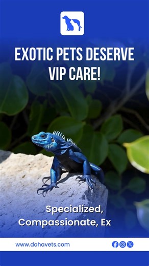 From parrots and reptiles to rabbits and hamsters - every exotic pet deserves care that’s as unique as they are. Our experts provide specialized checkups, nutrition advice, and treatments designed for their specific needs. 974-4436 7187 www.dohavets.com #ExoticPets #ExoticPetCare #DohaVet #Dohavets #AnimalClinic #ReptileCare #BirdCare #SmallPetCare #DohaPets #UniquePets | The Veterinary Surgery