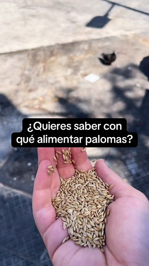 Alimentación adecuada para palomas: Consejos y recomendaciones