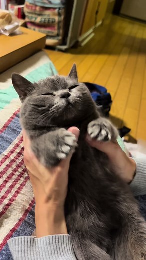 トトロ総集編 #トトロ #バズれ #猫 #猫田汁男 #おすすめ #ドワーフキャット #超絶かわいい | Cute Cat