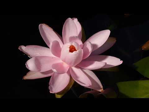 Water lily flower opening time lapse
