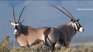Celebrate New Mexico: The oryx