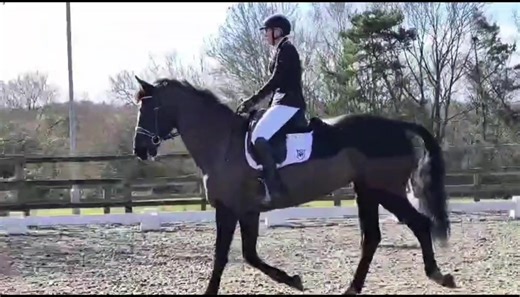 Off we went to Allens Hill today for the red gorilla combined training, bun did a nice test although a little tight in the Neck, 20x40 quite tight for her atm but she did well with 68.91 , we then jumped the 80 to have 2 down unfortunately, think I went round with a little to much speed rather then power but sadly to many faults for a qualifying round , we did manage to get in the placings however and the sun was out and she was impeccably behaved so all round lovely day .... Euro Vet Physio Rei