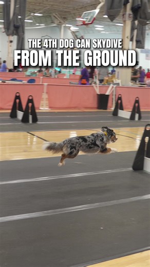 A Skydiving Dog: A High-Flying Adventure