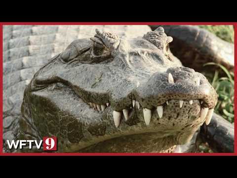 Woman Killed by Florida Alligator While Cooling Off