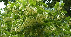 Blooming linden. Linden for European species, basswood for North American. Tilia - genus of about 30 species of trees or bushes, native throughout most of temperate Northern Hemisphere