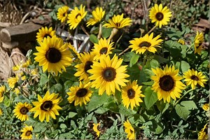 Sunspot Dwarf Sunflower 15 Seeds | Classic Giant Bloom | Compact Dwarf Plant | Perfect for Pots & Small Gardens - Etsy