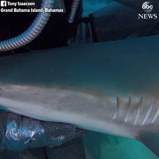 511K views · 3.3K reactions | Ever wanted to pet a shark? This...