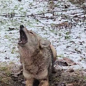 Coyote Barking ! Sounds Like A Dog ! #CoyoteTrapping #FoxTrapping #Wildlife
