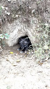 Did someone say dinner?🍖 We hope everyone has a wonderful day of rest and time with their loved ones. Our furry, feathery, and scaley loved ones will receive lots of special attention from their caretakers as we will be closed today. See you tomorrow at 10 a.m.😀 📸Onyx the grey wolf crawls out of a den in his habitat. Thank you Animal Care Staff Amanda for this video! | ZooMontana