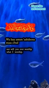 4.1K reactions · 284 shares | Recitation from Quran | QuranWebsite | Facebook