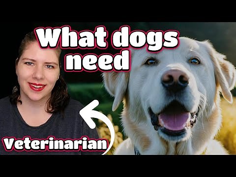 Dog Care Essentials | Vet's Guide to Canine Husbandry & Enrichment