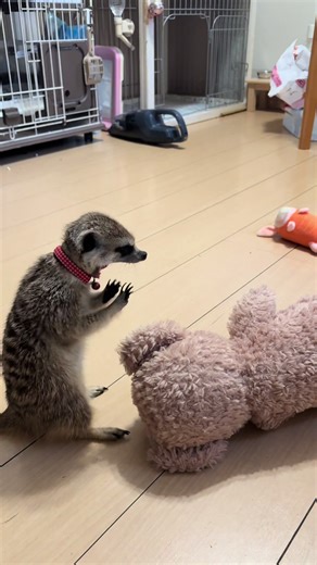 ミーアキャットに癒される瞬間