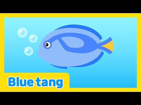 The Underwater Talent Show🐠| Blue tang | Kids Educational Video | Learn With Lotty Friends