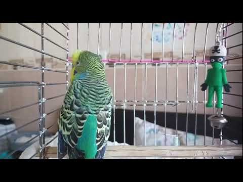 Live Budgerigar Sounds 🌿 Budgie Happiness Sounds, Budgie Talking