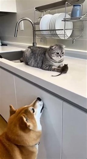 Shiba Prank vs Cat: KITCHEN DISASTER 😱 강아지 장난 대참사 #cat #ミニブタ #神回