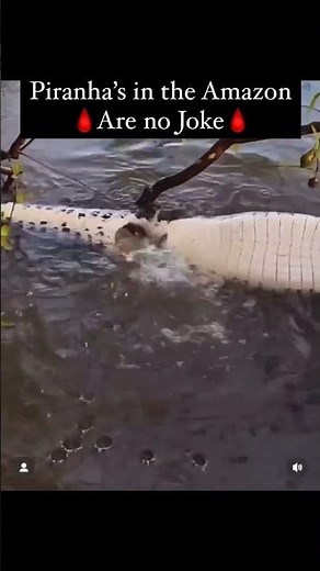 Piranaha vs crocodile (black camon) Amazon river..#piranha #amazon #river #fight