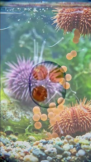 reproduction system in Animal