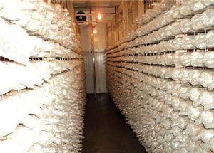 [Hot Item] Mushroom Growing Cold Storage/ Chiller / Cold Storagre Room
