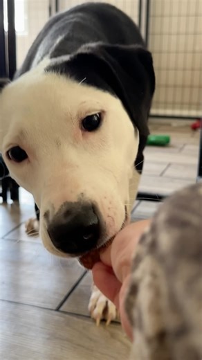 12K views · 33K reactions | 80 days ago we fell in love with a street...