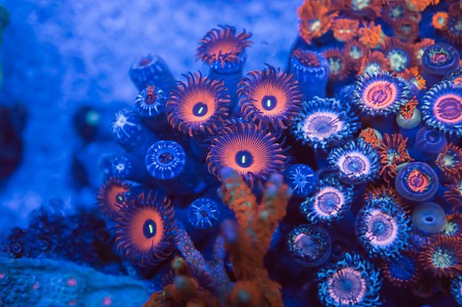 ¿Cómo se reproducen los corales? - Institut océanographique