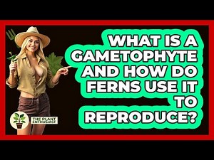 What Is A Gametophyte And How Do Ferns Use It To Reproduce? - The Plant Enthusiast