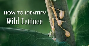 How to Identify Wild Lettuce and Look Alikes
