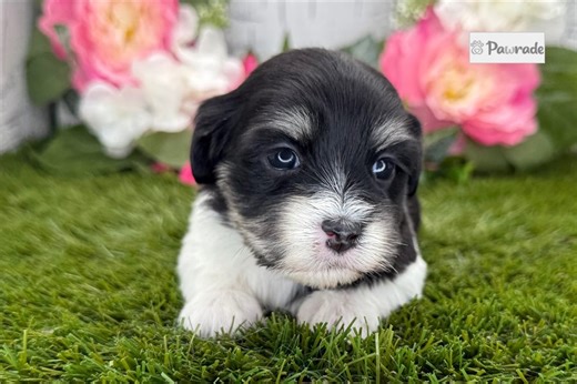 Kimberly - Havanese Puppy 513CA1