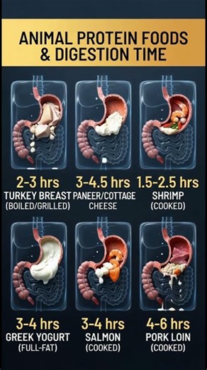 How Long Does Animal Protein Take to Digest? 😱 Real Times & Why It Matters!