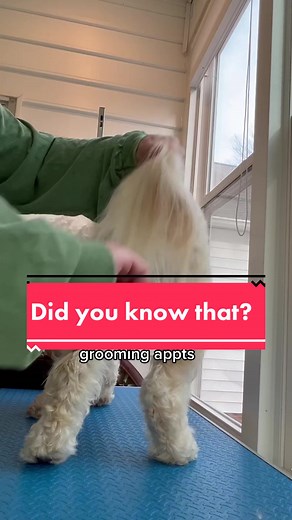 Doodle Grooming: Tips, Tools, and Maintenance for Goldendoodles and Labradoodles