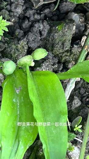 春天约定 古城堡寻宝 采摘野韭菜了