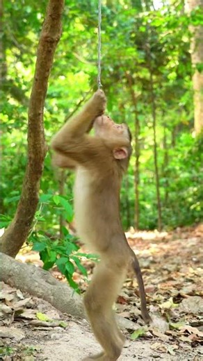 Beautiful Mom & baby Beautiful Animals Relaxing & Stress Relief