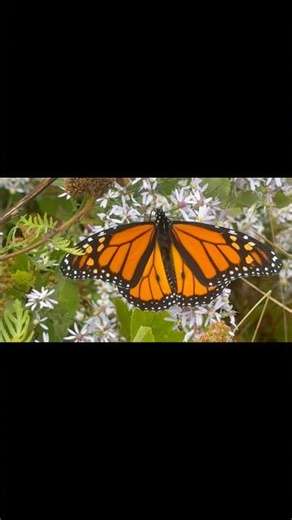 Majestic Monarch: Natures Magic #butterfly #butterflies #wildlife #naturelovers