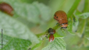 Colorado potato beetle larva eats potato leaves in the garden. Pests and parasites destroy crops in agriculture