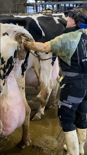 Guide to Cows Maternity Tests at American Cow Farm