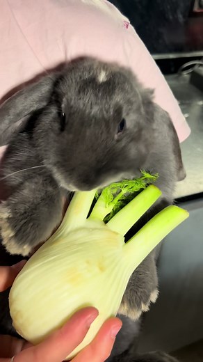 Enjoy ASMR Sounds of a Cute Rabbit Eating Celery