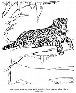 The Best 15 Free Printable Jaguar Coloring Pages