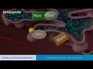 YAPing Hippo Forecasts a New Target for Lung Cancer Prevention and Treatment
