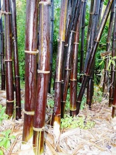 Black Bamboo Plants - Bambusa Lako Timor