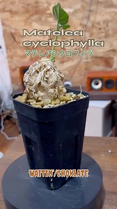 今日の1曲、1株 Matelea cyclophylla(マテレアシクロフィラ) ガガイモ科マテレア属 原産地 メキシコ コルク質の幹からつる性の枝を展開し、咲かす花の色は黒。まさに珍奇植物といった特徴を持つ植物です。マテレアという名前がいつも待って欲しそうなので、待ってるよという意味のこの曲をお送りしたいと思います。Choklateのwaitin’ ネオソウルをベースに色んなジャンルが融合したような音楽性。なんせ歌声がやばいのでマテレアシクロフィラと合わせてご鑑賞ください。 #塊根植物 #ユーフォルビア #アガベ #パキポディウム #塊根植物好きな人と繋がりたい #珍奇植物 #コーデックス #マテレアシクロフィラ #奈良に塊根あり | Natsuo Yokoyama