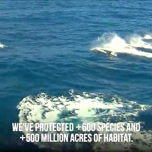 URGENT: West Coast orcas are plunging toward extinction. But there is still hope. A baby orca nicknamed "Lucky" was just born a few weeks ago. The new calf is one of only 75 West Coast orcas in the wild and could help save their population. We're fighting with all we have to make sure Lucky and all orcas have the habitat protections needed to survive. Without immediate help, these intelligent and social animals could vanish forever. Join the fight with an emergency gift today. | Center for Biolo