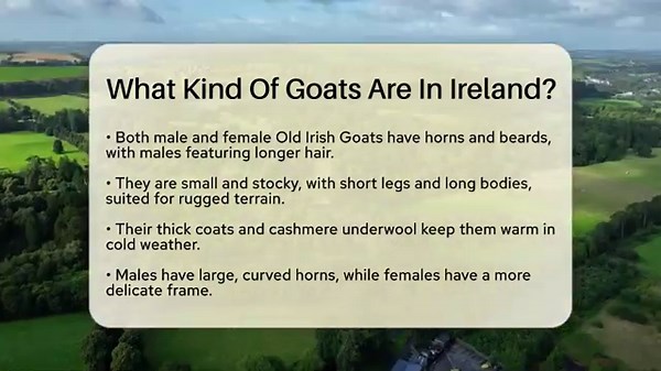 What Kind Of Goats Are In Ireland? - Discovering Ireland Now
