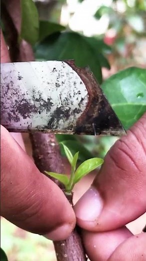 Cherry Tree Bud Grafting EP423